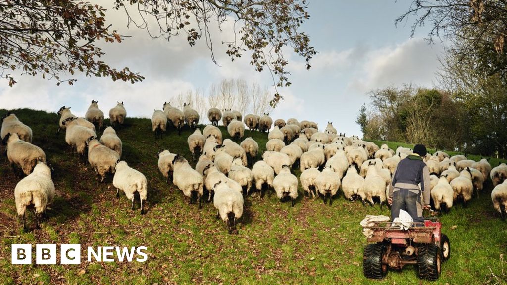 Farming ‘vital as Welsh language stronghold’