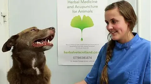 Herbal Vet Scotland Reagan Carnwath in the surgery