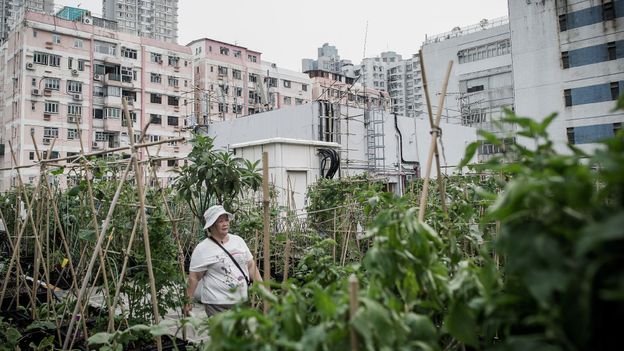 An inside view of Hong Kong’s hidden rooftop farms An inside view of Hong Kong’s hidden rooftop farms