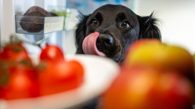 Why pet owners are spending thousands of dollars on ‘human-grade’ food Why pet owners are spending thousands of dollars on ‘human-grade’ food