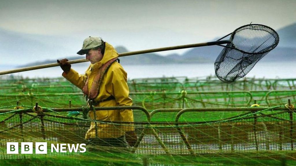 Salmon firms struggle against current Salmon firms struggle against current