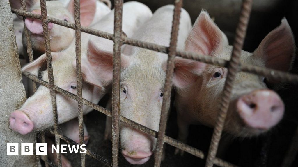 Is China losing the battle against an incurable pig virus? Is China losing the battle against an incurable pig virus?