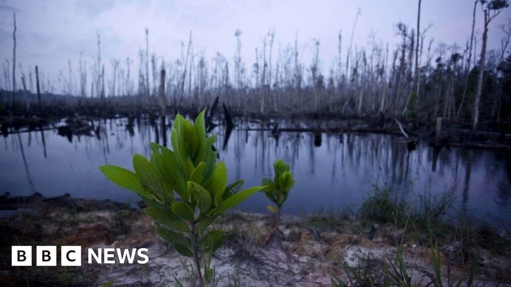 Stewart says funding may be shifted ‘away from humans’