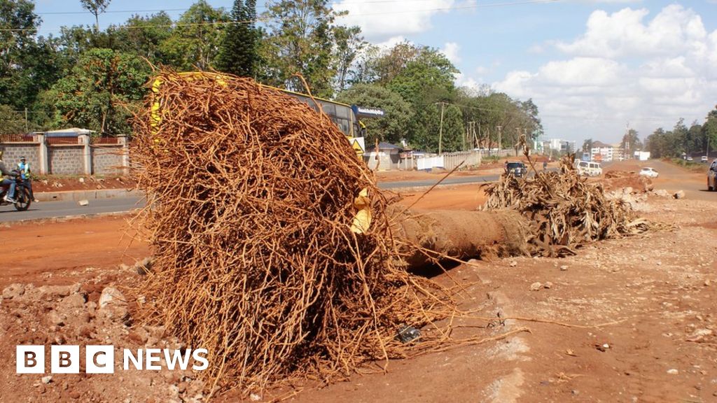 Kenya tree felling sparks anger over Nairobi’s new highway