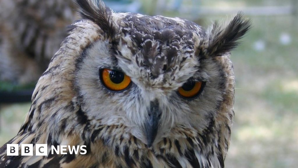 Barrow Owl Sanctuary scrutinised by watchdog