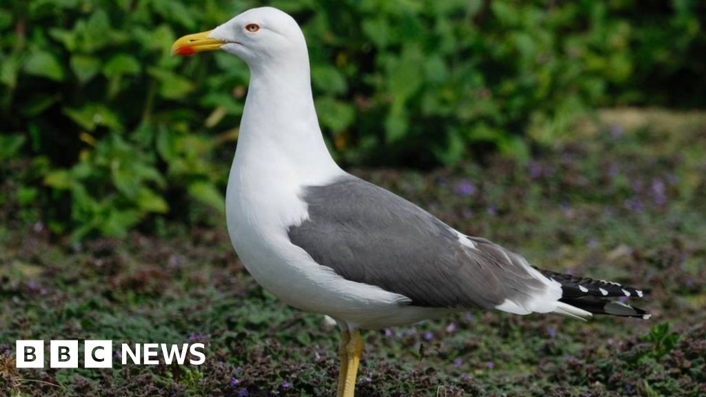 Budget to control gull numbers in Worcester could increase by £35k Budget to control gull numbers in Worcester could increase by £35k