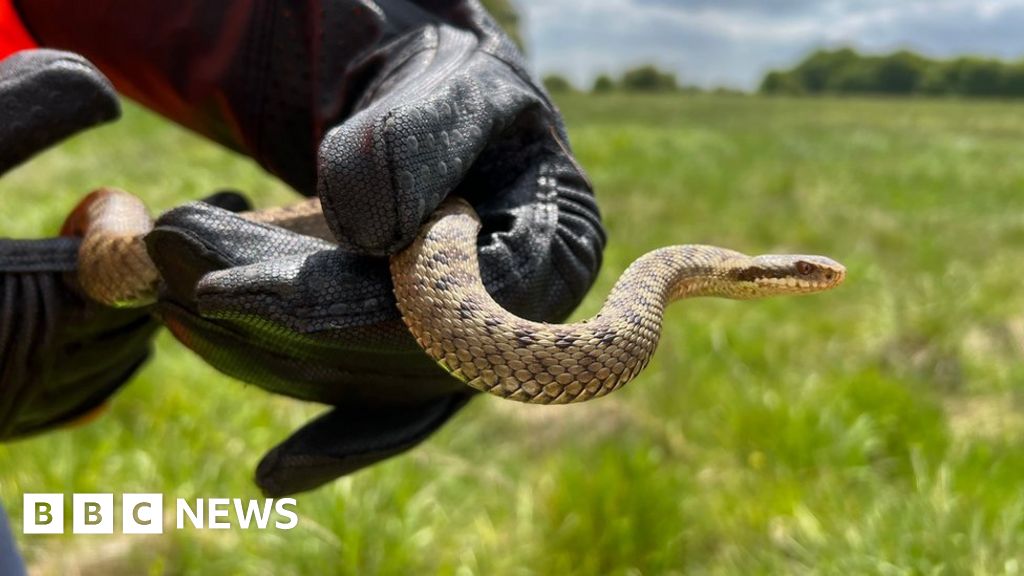 Searching for snakes to clear path for dual-carriageway Searching for snakes to clear path for dual-carriageway