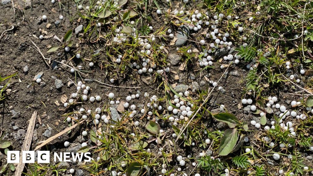 Fears for wildlife as polystyrene balls enter sea at Port Erin
