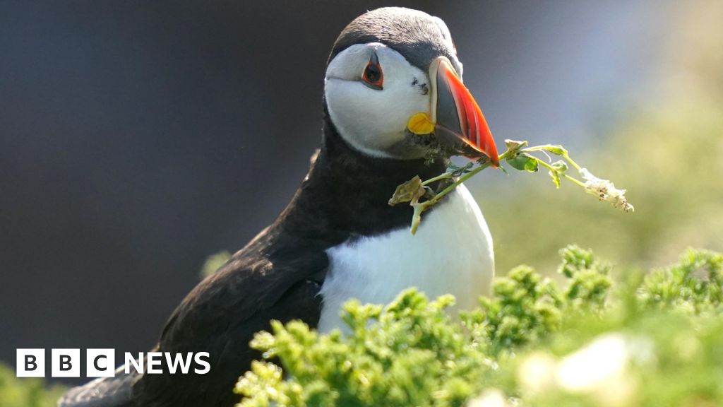 Guernsey pupils receiving outdoor lessons to study birds Guernsey pupils receiving outdoor lessons to study birds