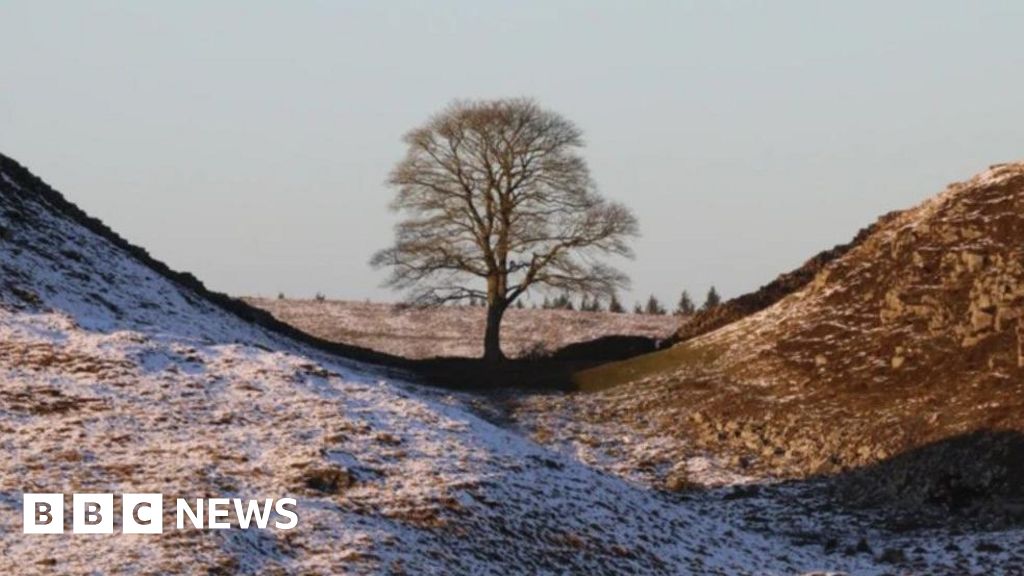Sefton hospice to be given Sycamore Gap sapling Sefton hospice to be given Sycamore Gap sapling