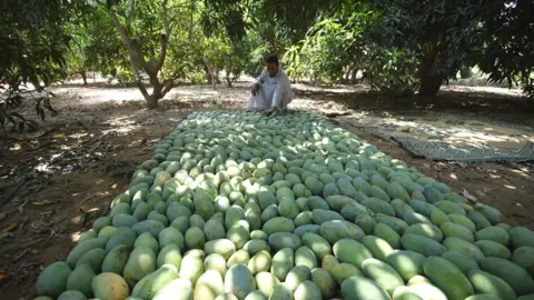 AFP A farmer checking mangoes on laid out on the floor in Al-Giza, Egypt