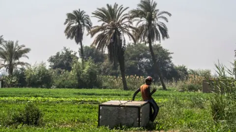 Getty Images An Egyptian farmer uses a smartphone to access useful crop data