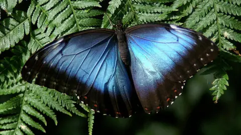 Getty Images Blue Morpho butterfly are prized by butterfly collectors, due to the bright iridescent blue colour of the wings on most species, Montreal Insectarium, Quebec, Canada.