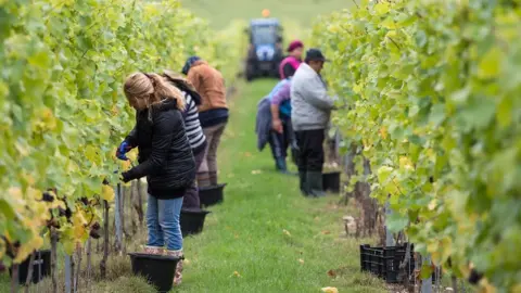 PA Media Migrant workers in a UK vineyard