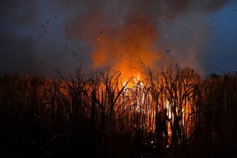Chalinee Thirasupa / Reuters Farmer burns a sugar cane field at night as local growers try to avoid arrest by authorities who banned on the practice to curb smog in Suphan Buri province