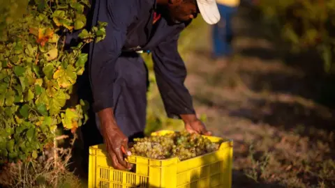 AFP A farm labourer on a vineyard in the Western Cape province, South Africa