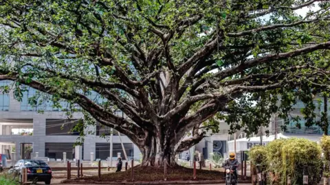 AFP A century-old fig tree in Westlands, Nairobi, Kenya