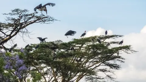 Getty Images Marabou storks on trees in Nairobi, Kenya