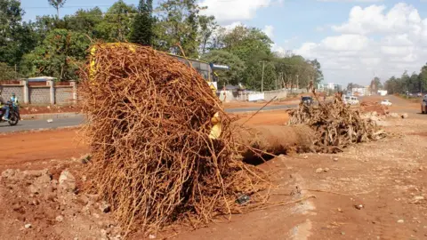 BBC/Peter Njoroge An uprooted ornamental palm tree in Nairobi, Kenya