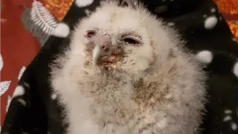 Owl Baby Miracle