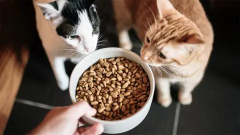 Getty Images Two cats looking at a bowl of cat food