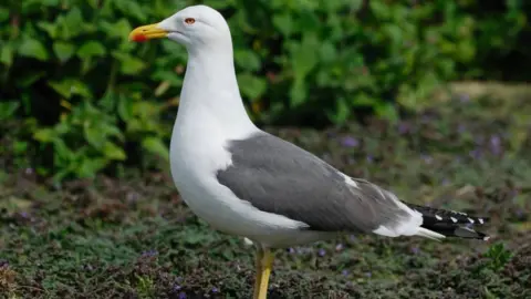 Worcester City Council Lesser Black Backed Gull