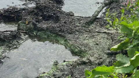 BBC Blue green algae