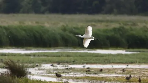 John Tallowin/Norfolk Wildlife Trust/PA Media A large white spoonbill flies over green marshland.
