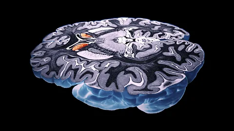 (Science Photo Library)
