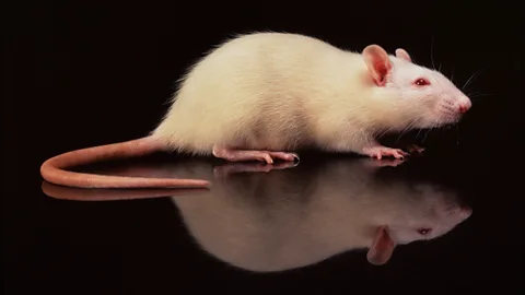 The caudate was involved when rats considered whether to press a lever in lab tests (SPL)