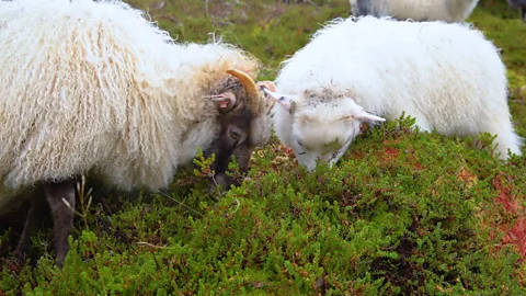 Anisha Shah (Credit: Anisha Shah)