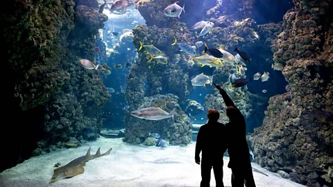 M Dagnino The Oceanographic Museum of Monaco is dedicated to protecting the world's oceans (Credit: M Dagnino)