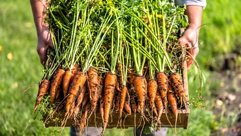 Man holding freshly-dug carrots