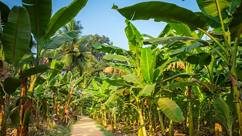 mazzzur/Getty Images The banana tree is deeply woven into India's cultural fabric (Credit: mazzzur/Getty Images)