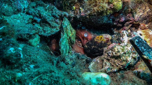 How to heal in the Anthropocene