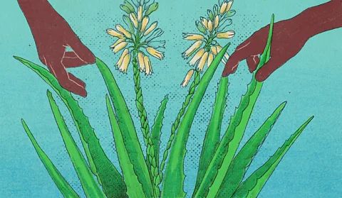 Emmanuel Lafont Plant illustration
