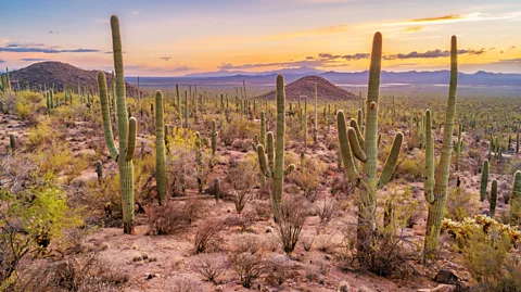 Benedek/Getty Images The Hohokam were desert farmers, whose sophisticated irrigation system harnessed river water to bring agriculture to the region (Credit: Benedek/Getty Images)