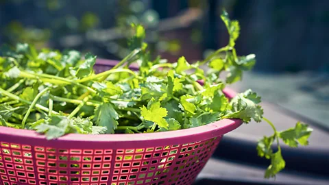 Suprabhat Dutta/EyeEm/Getty Images Coriander is a polarising ingredient in much of the world (Credit: Suprabhat Dutta/EyeEm/Getty Images)