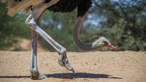 Alamy Scientists have found Ornithomimosaurs fossilised with their tail feathers and scaly leg skin, indicating that they looked remarkably like modern ostriches (Credit: Alamy)