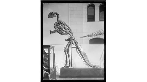 Alamy The New Jersey hadrosaur became one of the first ever dinosaurs to be reconstructed and displayed in a museum – and it caused a sensation (Credit: Alamy)