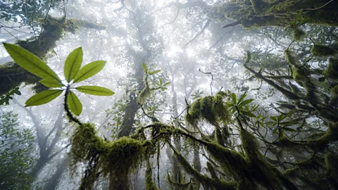 Getty Images Thick vegetation at a misty forest in Cadiz, Spain (Credit: Getty Images)