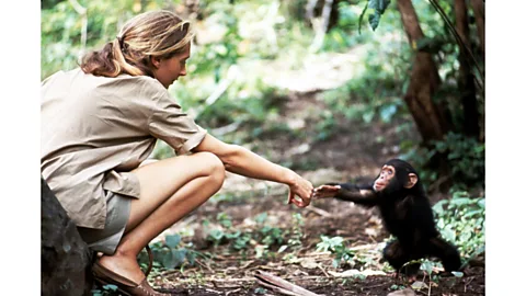 Hugo van Lawick The photo of Jane Goodall with infant chimp Flint challenged scientific norms and changed our view of the animal kingdom (Credit: Hugo van Lawick)