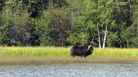 Pat Kane Photo Thaidene Nëné Indigenous Protected Area, designated by the Łutsël K’é Dene First Nation under Dene Law in 2019. It covers 26,000 sq km (10,000 sq miles) (Credit: Pat Kane Photo)