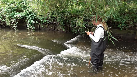 Thames 21/Thames Catchment Community Eels Project European eels are critically endangered with conservation projects monitoring their numbers (Credit: Thames 21/Thames Catchment Community Eels Project)