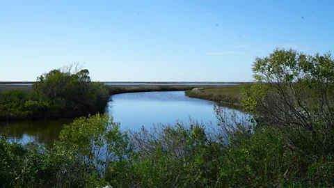 Lucy Sherriff The waterways around Isle de Jean Charles used to be narrow and intricate; now they're much
wider, due to coastal erosion (Credit: Lucy Sherriff)