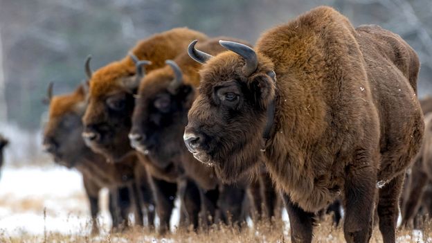 how a million kilometres of invisible borders are harming wildlife how a million kilometres of invisible borders are harming wildlife