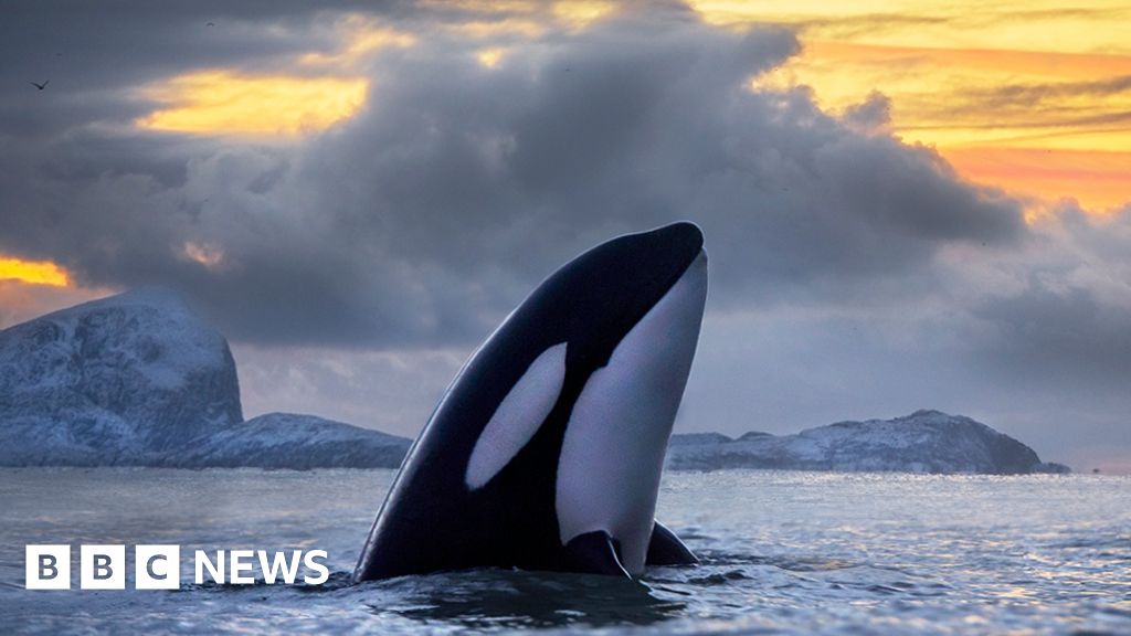 Pollution threatens the future of killer whales