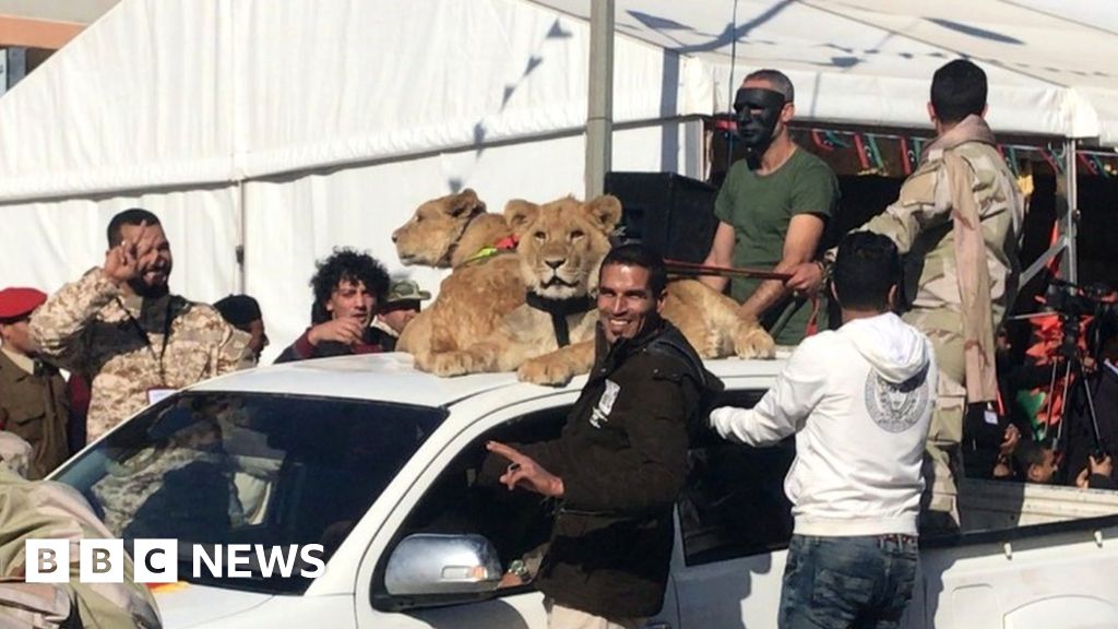 How six brothers – and their lions