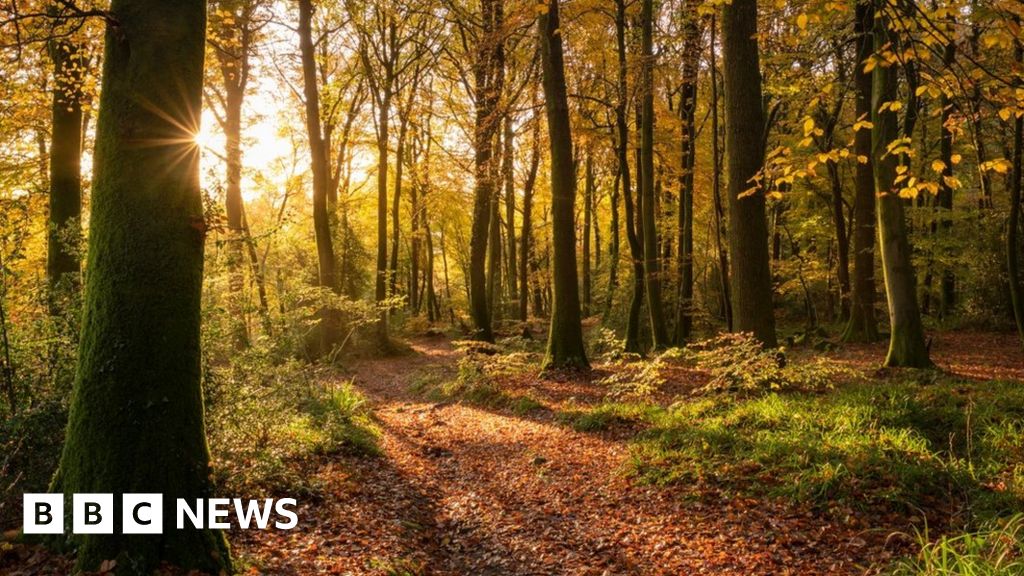 ‘More homegrown timber needed’ to cut emissions ‘More homegrown timber needed’ to cut emissions