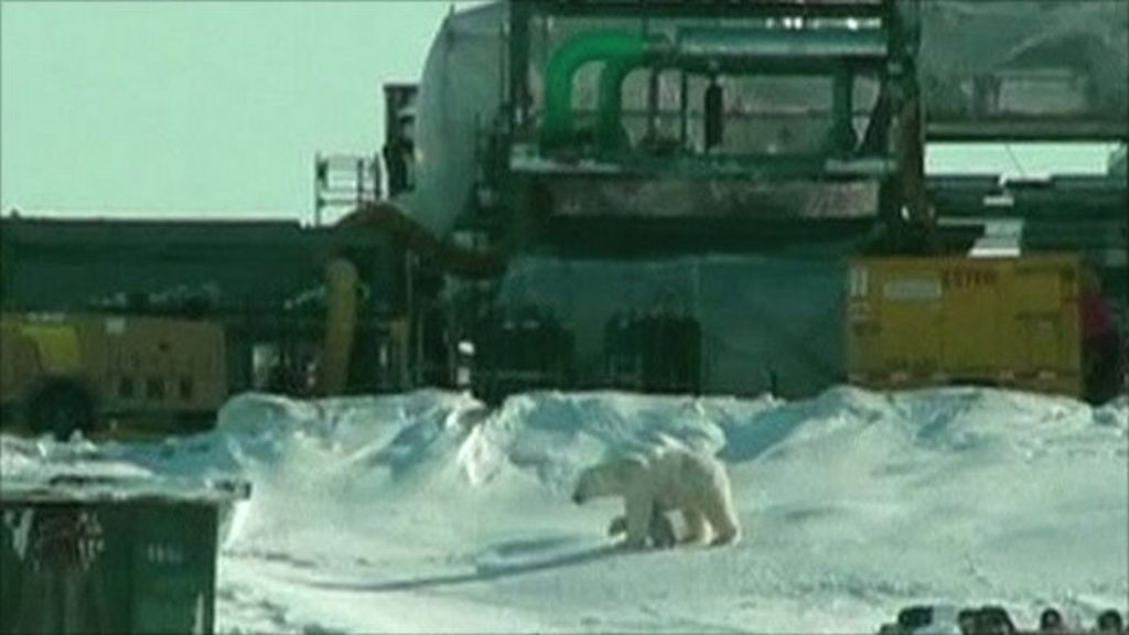 Polar bear and cub awake in ‘building site’